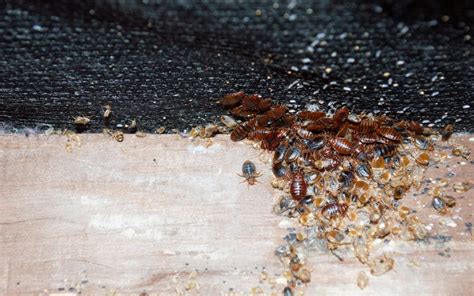 All About Bed Bug Eggs How To Get Rid Of Them IBBRA