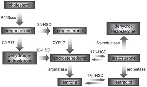Pathway Of Steroid Hormone Biosynthesis Download Scientific Diagram
