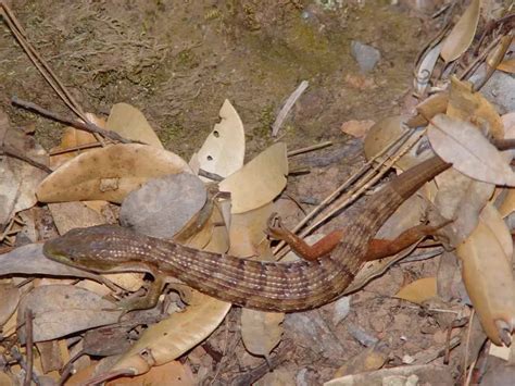 Northern Alligator Lizard Facts Diet Habitat And Pictures On Animaliabio