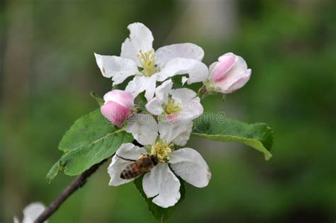 In The Spring In The Orchard An Apple Tree Blossoms Stock Image