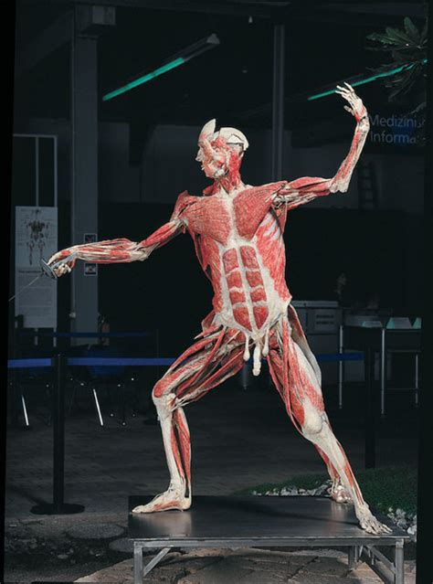 Body Worlds Fascination Beneath The Surface