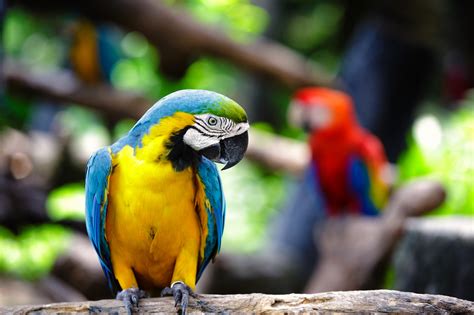 Blue And Yellow Macaw Hd Wallpaper Background Image 2048x1365 Id