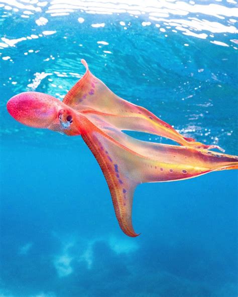 Rare Blanket Octopus Spotted At Lady Elliot Island Bundaberg Now