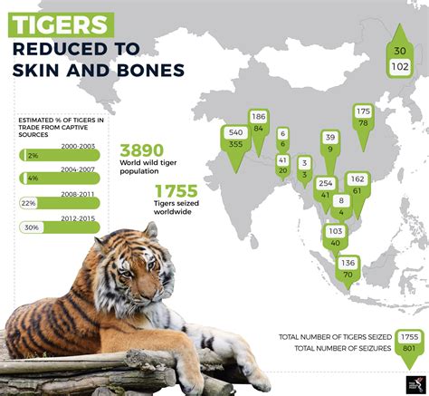 Tigers Facing Extinction Globally The Asean Post