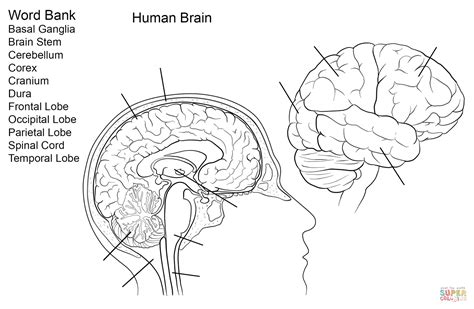 Human Brain Worksheet Coloring Page Free Printable Coloring Page