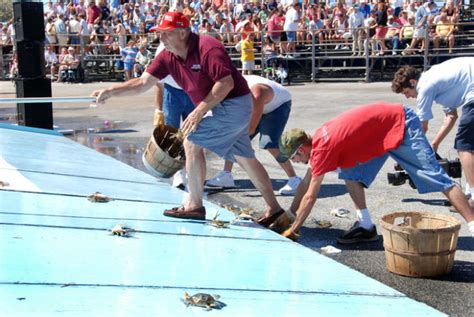 Watch Blue Crabs Race At The National Hard Crab Derby In Maryland