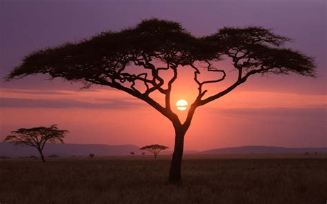 Silhouette Of Tree Sunset Africa Nature Landscape Hd Wallpaper