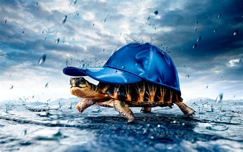 Tortoise Baseball Caps Cover Rain Wallpapers Hd Desktop