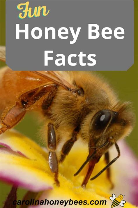 Interesting Facts About Honey Bees In 2021 Honey Bee Facts Bee Facts