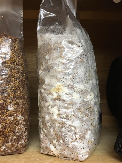 [Research] Is this mycelium piss or contamination? New grower. Should I ...