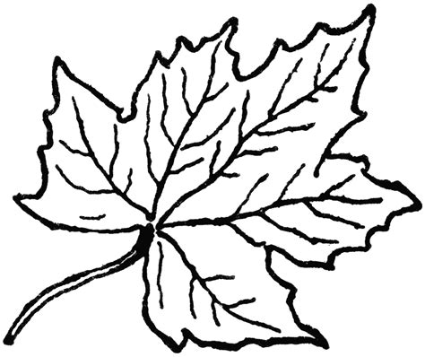 Free Maple Leaf Outline Download Free Maple Leaf Outline Png Images