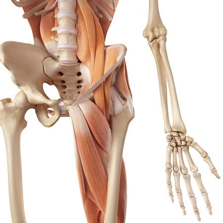 Often groin strain occurs in the area of inguinal ligament. Hip Flexor Muscles and Anatomy for Personal Trainers