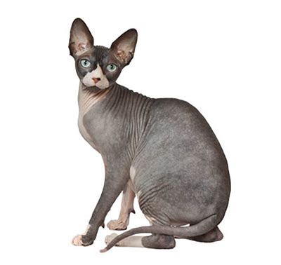 Which is a reasonable price range for a lovely and docile kitten. Sphynx Cat Breed | PURINA® Arabia