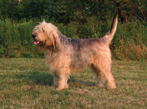 otterhound dog breed profile petfinder