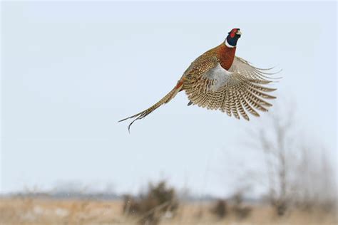 2017 Best States For Quail And Pheasant Hunting Gun Dog