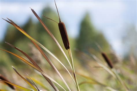 Reed Stock Photo Download Image Now Istock