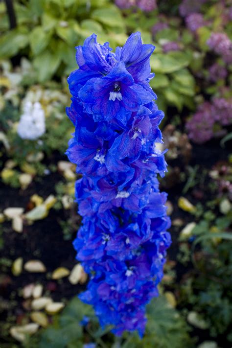 We did not find results for: blue flowers - Christian Women Online