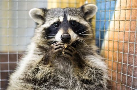 Are Raccoons Good Pets Important Facts Animal Differences