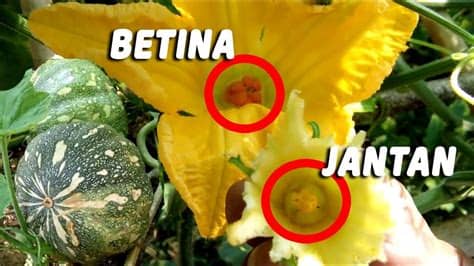 Gambar Bunga Labu Jantan Dan Betina - Gambar Ngetrend dan ...