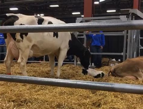 Why Do Cows Give Birth At The Farm Show The Calving Corner Explained