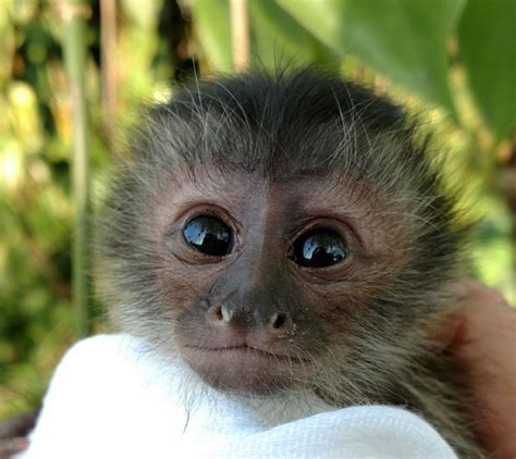 Primate Store Socialized Monkeys For Sale This Is A Capuchin