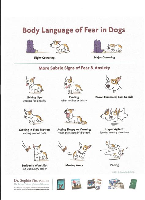 Body Language Of Fear In Dogs Lili Chin Training Articles
