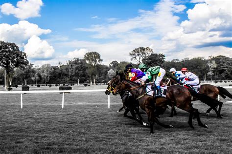 Free Images Grass Run Competition Horses Jockey Race Track