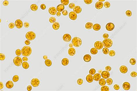 Yeast Cells Under Light Microscope Micropedia