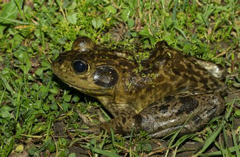 American Bullfrog Frogs Of British Columbia · Inaturalist