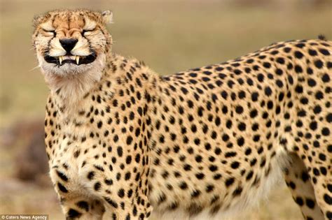 Cheetah Is Smiling For The Camera In Kenyas Masai Mara Daily Mail Online