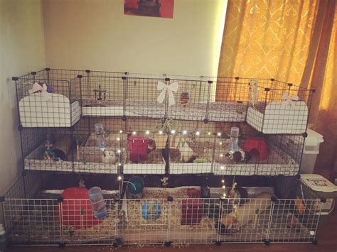 Guinea Pigs Cages