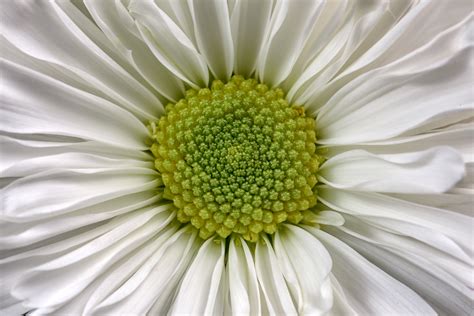 Daisy flower Wallpaper 4K, Macro, White daisy, 5K, Flowers ...
