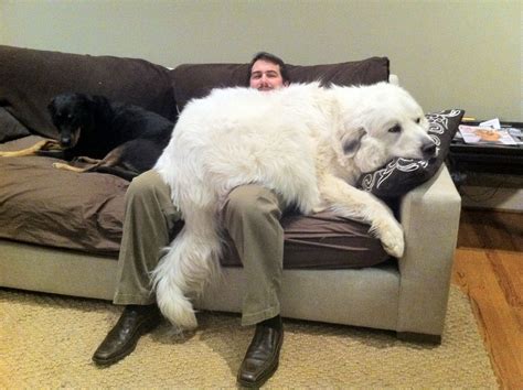7 Adorable Signs That Show Your Great Pyrenees Sees You As His Pack