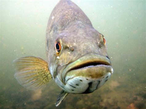Bass (/bæs/) is a name shared by many species of fish. Smallmouth Bass