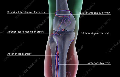 The Blood Supply Of The Knee Stock Image F0016171 Science Photo