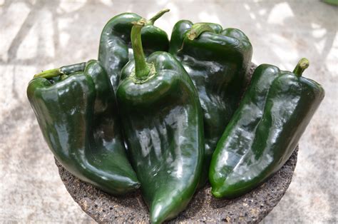 Poblano Peppers Vibrant World Flavors