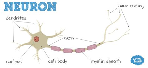 An online study guide to learn about the structure and function of the human nervous system parts using interactive animations and diagrams demonstrating all the essential facts about its organs. What is a neuron? | Understand their vital role in the nervous system