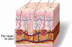 fat layer skin subcutaneous cells tissue hypodermis called thickness liposuction located piel la tejido adam size which grasa capa del