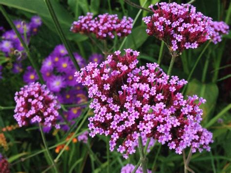 Verbena Care And Maintenance Tips For Prolific Blooms All Season