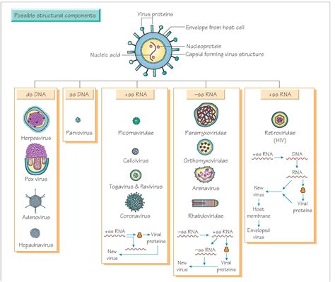 Virus Structure Definition Classification