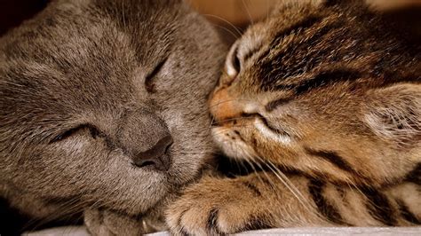 Cats Kissing Each Other 16 Youtube