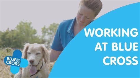 Interested In Volunteering Or Working With Us Blue Cross