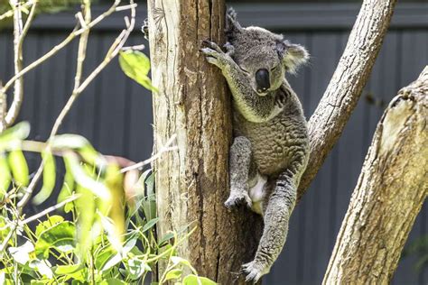 13 Of The Cutest Tree Dwelling Animals In The World