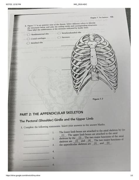 Anatomy And Physiology Chapter 7 Skeletal System Ribs Diagram Quizlet