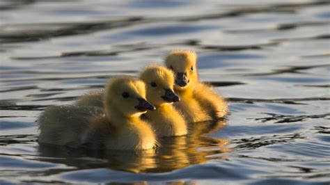 Three Cute Yellow Ducks In Water Hd Wallpaper Download