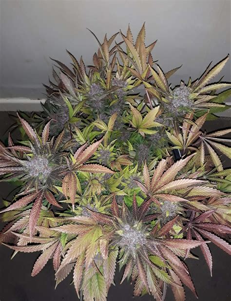 Spliff Seeds Purple Berry Kush Grow Journal Week15 By Biggreens420