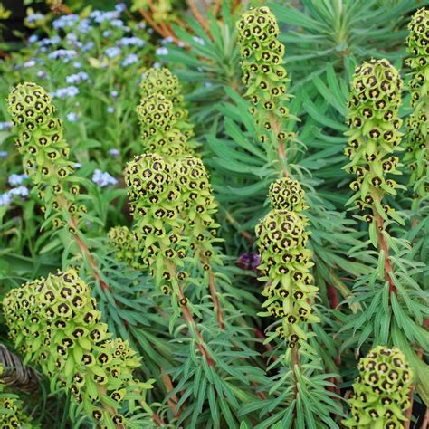 To see our assortment of fresh cut flowers and potted plants from holland ans the rest of europe, please check our internet shop. Euphorbia characias 'Black Pearl' - Rose Cottage Plants