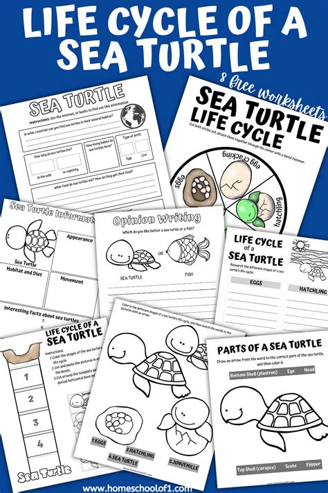Sea Turtle Life Cycle Worksheets For Kids Artofit