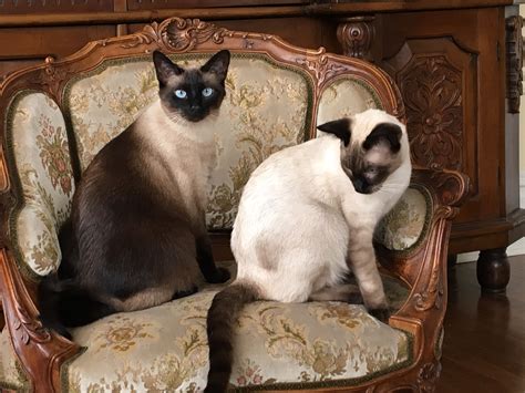 Versace And Valentino Angora Cats Siamese Cats Beautiful Cats