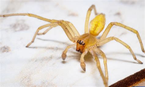 20 Most Dangerous Venomous Spiders Of The Worlds Page